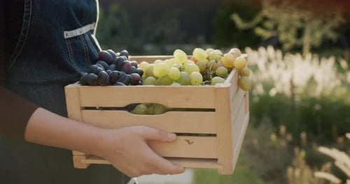 Freshly Harvested Grapes in Wooden Crate
