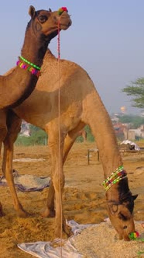 Des chameaux au festival de la foire aux chameaux de Pushkar Mela sur le terrain au lever du soleil Pushkar, Rajasthan, Inde