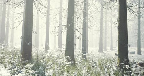 Snow Covered Forest Landscape in Winter with Tall Trees and Mist