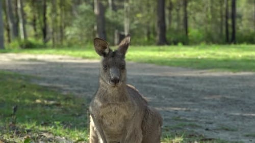 Calm Kangaroo Standing In Profile View