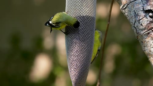 Lesser Goldfinches eating Thistle seed a t a feeder in Southern California.