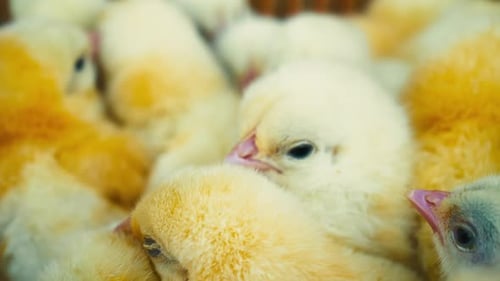 Poussins à la ferme - 2K