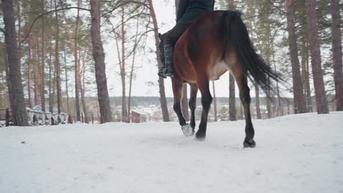 Rider Heads Towards Lakeside Through Winter Woods Equestrian Pursues Quiet Path Through Snowcovered
