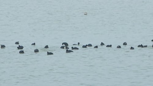 Eurasian coot (Eurasian coot) flock swimming in the water and looking for food, overcast day, distan