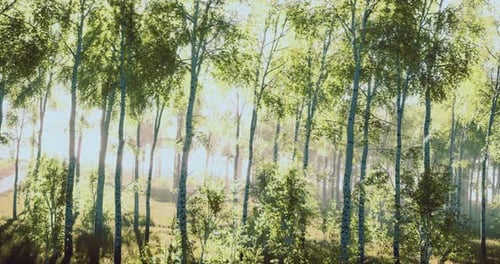 Sunlight Filters Through Lush Greenery in a Serene Forest Setting