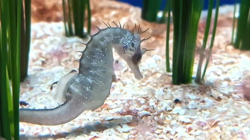 Long-snouted seahorse Fish Swimming Underwater. Close-up Shot