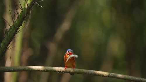 Colorful Kingfisher Eating Fish on Branch in Forest