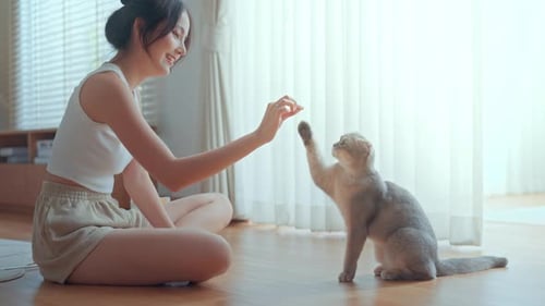 Happy young asian woman trainer owner training Scottish fold cat