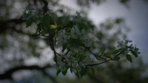 White Flowers of a Cherry Blossom on a Cherry Tree in Spring Season