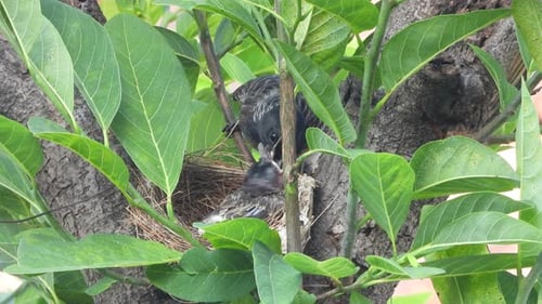 Red vented bulbul chick waiting for food .