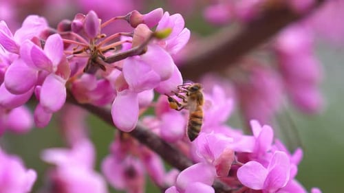 Bee collects pollen from violet wisteria flowers in orchard.