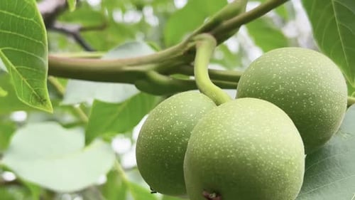 Grüne unreife Walnüsse hängen an einem Ast