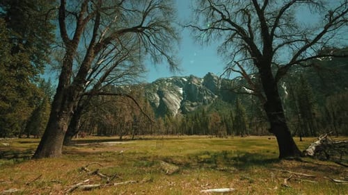 Yosemite Trees Mountains View Stock Video Footage