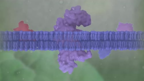 Cell membrane with embedded proteins and molecular structures