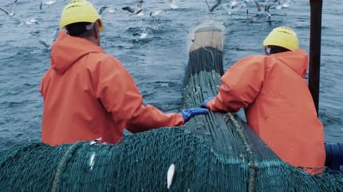 Fishermen Handling Net Surrounded by Seagulls on Open Ocean