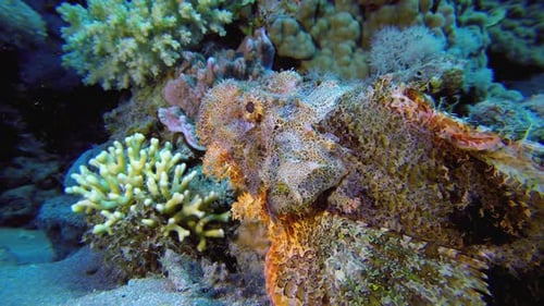 Tropischer Skorpionfisch