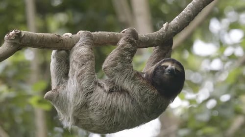 Hanging from a branch, an adorable cute faced sloth epitomises the tranquility of nature.