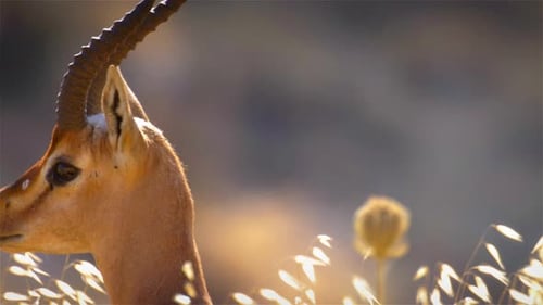 Mountain Gazelle male face