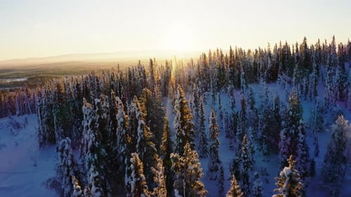 Aerial view flying over idyllic Scandinavian wintertime sunrise shining on frozen snow covered woodl