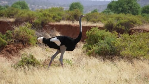 Male Somali Ostrich Struthio Molybdophanes Walking Fast Samburu Kenya.