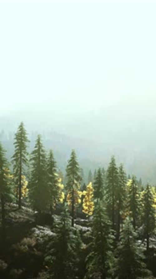 A Lush Forest Atop a Majestic Mountain