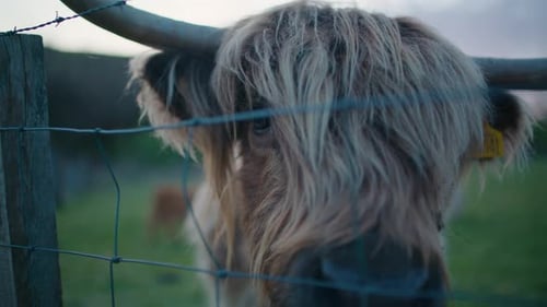 Close Up Long Haired Scottish Highland Cow Behind Wire Fence SLOMO