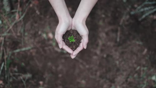 Hands Holding Small Green Plant in Forest