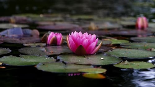 Pink lotus water lily flower sits on green leaves floating on pond.