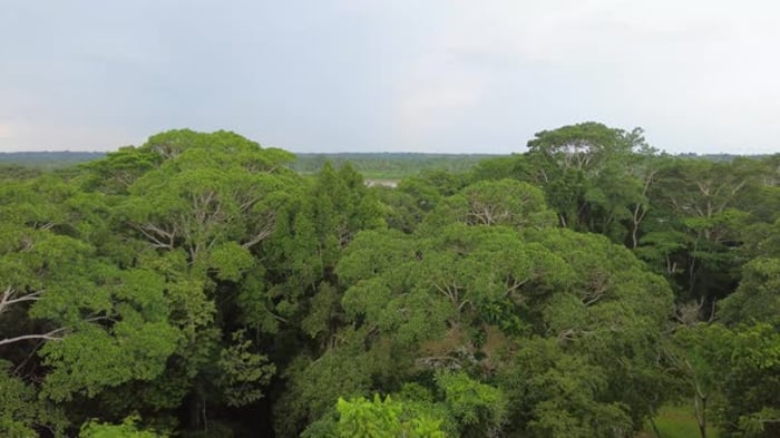 amazon rainforest tree canopy peru, Nature Stock Footage ft. amazon ...