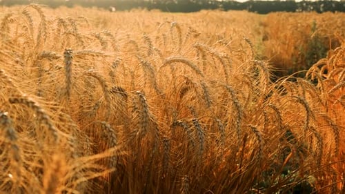 Wheat Growing Spikelets Field Harvest Selective Focus