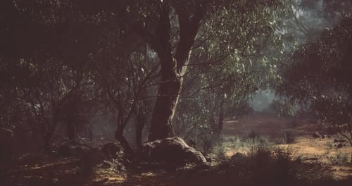 Des arbres majestueux illuminent une forêt sereine dans une douce lumière matinale