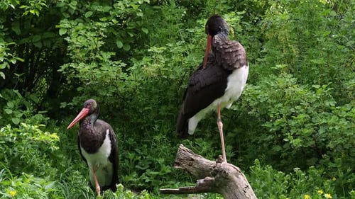 Elegant Black Storks Perched in a Lush Green Setting