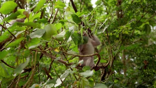 Singe se nourrissant de feuilles dans une forêt luxuriante