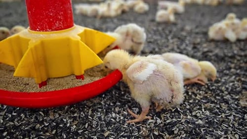 Lovely little chicks eat at the feeder. Nourishing poultry offspring at the modern factory. Close up