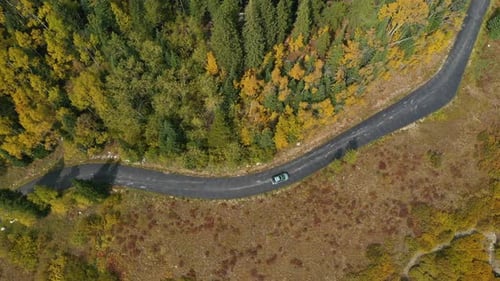Top Down Aerial View of Lonely Car on Countryside Road by Aspen Forest in Autumn Colors. Colorado US