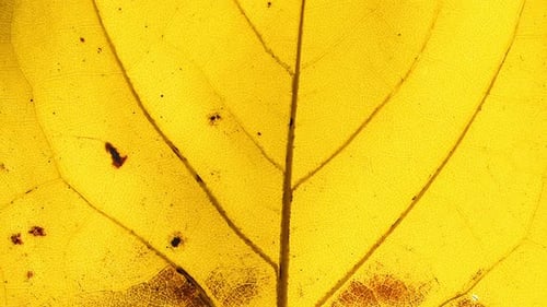 Detailed Close-up of a Yellow Autumn Leaf