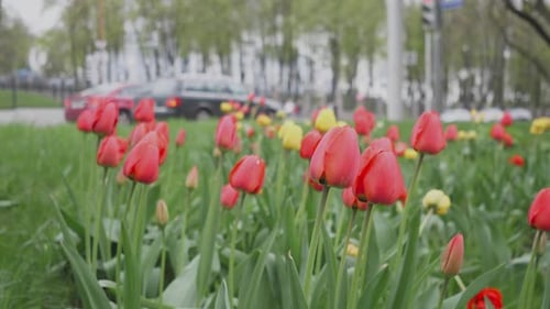 Red and Yellow Tulips Bloom in Spring