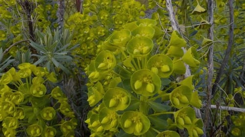 Nahaufnahme einer schönen Euphorbia, die von einer Brise in einem Hinterhof bewegt wird, Spanien