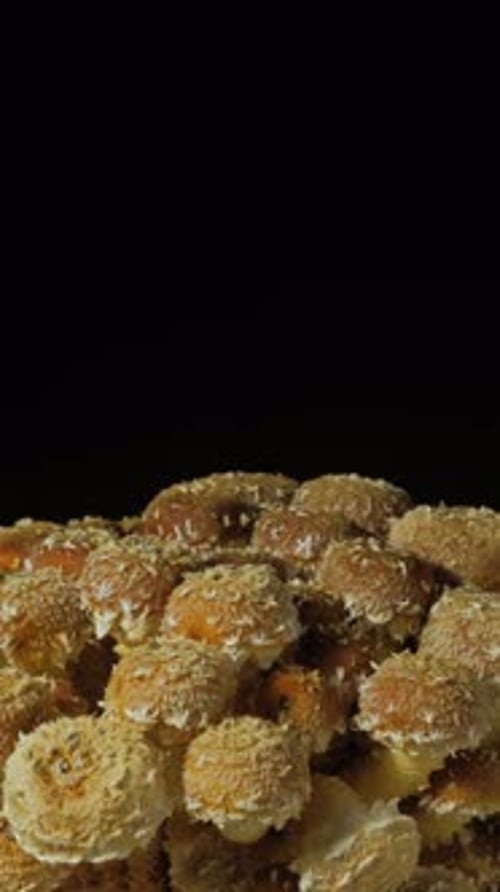 Time-lapse of mushrooms growing and expanding their caps, organic life cycle.