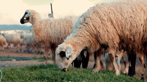 Sheep Grazing on Green Pasture