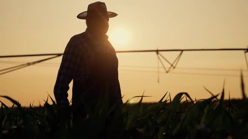 Cinematic Shot with Old Farmer Walking in Sunset in Farmland Silhouette View Senior Farm Worker