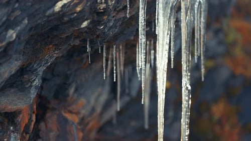 Fragile icicles sparkle against the dark rocky background as they slowly drip meltwater.