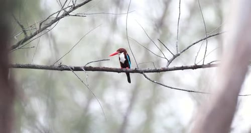 Kingfisher Perched on Branch Blurred Forest Canopy Background