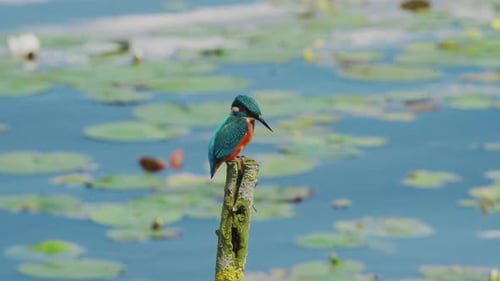 Vue au ralenti du martin-pêcheur en Frise, aux Pays-Bas, perché au-dessus d'un étang avec des nénuphars en arrière-plan