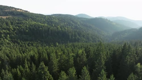 Lush green forested mountains under a clear sky captured from above on a sunny day