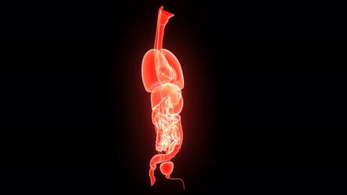 Human body anatomy showing internal organ system view