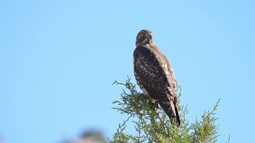 Red-tailed Hawk perched in a tree as it watches its surroundings