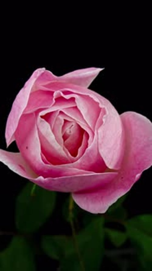 4K -Vertical Rose Time Lapse