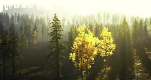 Golden Sunlight Illuminating a Serene Forest Landscape During Autumn