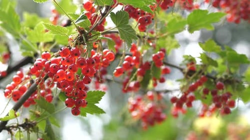 Red Currant Branch With Fresh Ripe Berries on natural bokeh background